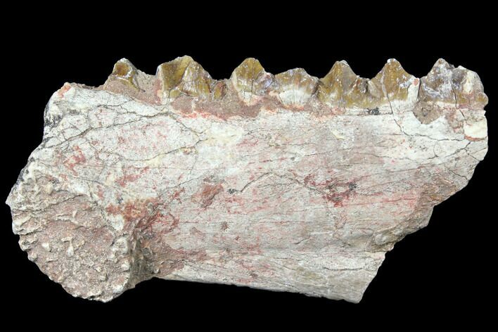 Oreodont (Merycoidodon) Jaw Section - South Dakota #128138